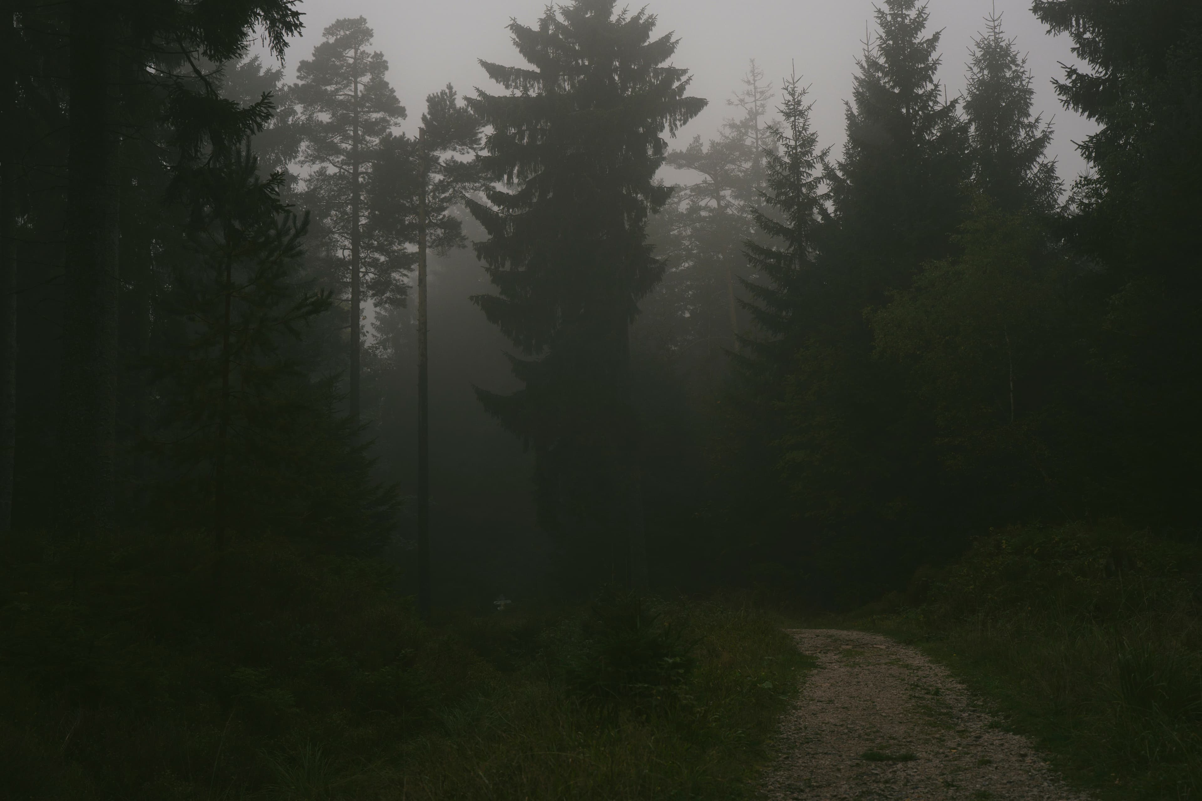 Misty forest path in the Black Forest